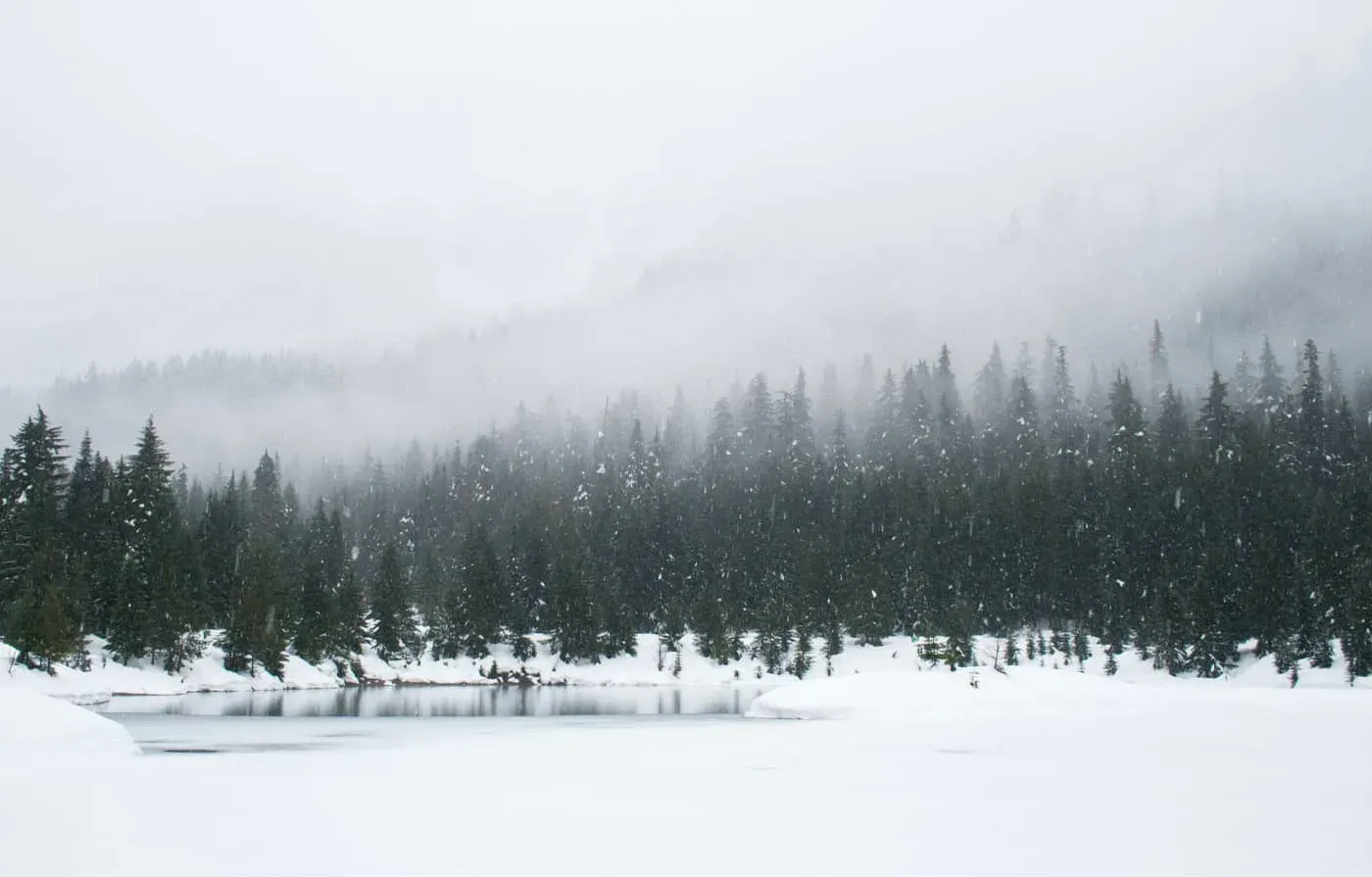 photo of trees with snow