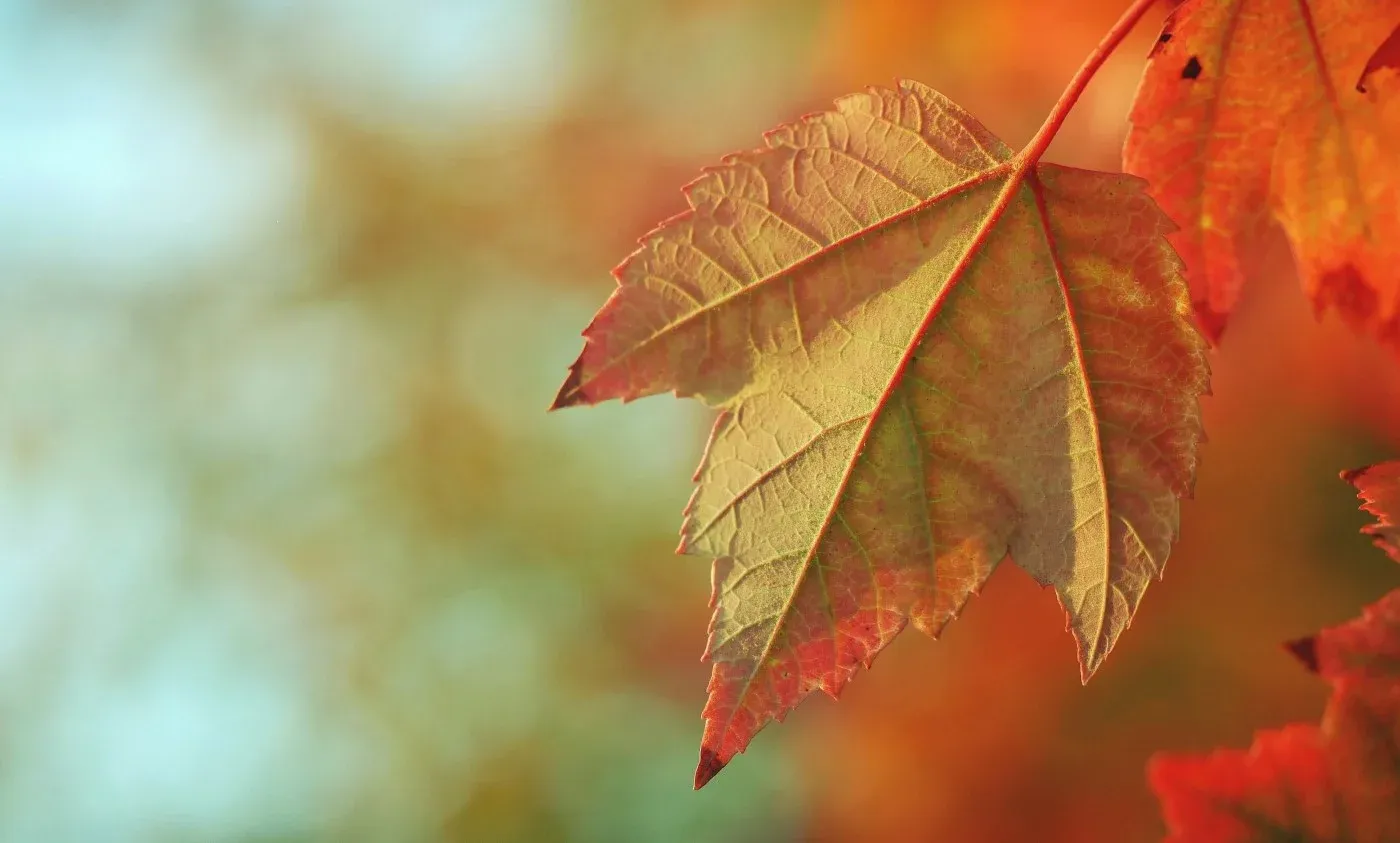 photo of leaf during the fall