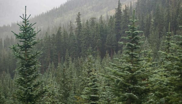 photo of trees on the side of a mountain